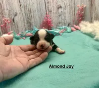 Toy Mini Black Tri Almond Joy, a female Miniature Australian Shepherd for sale in Quartzsite, AZ – 2 of 5