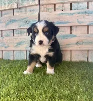 Toy Mini Blue Eyes , a female Miniature American Shepherd for sale in Quartzsite, AZ – 2 of 7