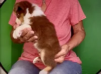 Toy Red Tri Blue Eyes Girl , a female Toy Australian Shepherd for sale in Quartzsite, AZ – 3 of 7