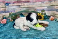 Mini F2B Black White Parti Stunning , a male Aussiedoodle for sale in Quartzsite, AZ – 6 of 10
