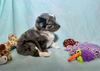 Toy Blue Merle Blue Eyes, a male Miniature American Shepherd and Miniature Aussiedoodle for sale in Quartzsite, AZ – 6 of 8