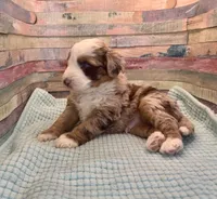F1 Red Merle , a male Aussiedoodle for sale in Quartzsite, AZ – 5 of 5