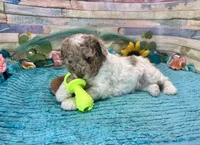 Miniature F2B Red Merle Parti , a male Aussiedoodle for sale in Quartzsite, AZ – 6 of 10