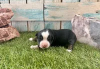 Toy Beautiful Black Tri , a female Toy Australian Shepherd for sale in Quartzsite, AZ – 2 of 7