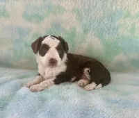 Toy Mini F1 Chocolate Red Tri Tuxedo Handsome, a male Aussiedoodle and Poodle - Miniature  for sale in Quartzsite, AZ – 6 of 7