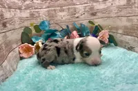 Toy Mini Blue Merle Blue Eye Butterfingers, a female Toy Australian Shepherd for sale in Quartzsite, AZ – 8 of 9