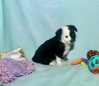 Toy Mini F1 Split Face Stunning , a male Miniature Aussiedoodle for sale in Quartzsite, AZ – 4 of 8