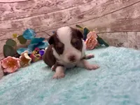 Toy Mini Red Tri Milky Way Blue Eyes, a female Miniature Australian Shepherd for sale in Quartzsite, AZ – 3 of 10