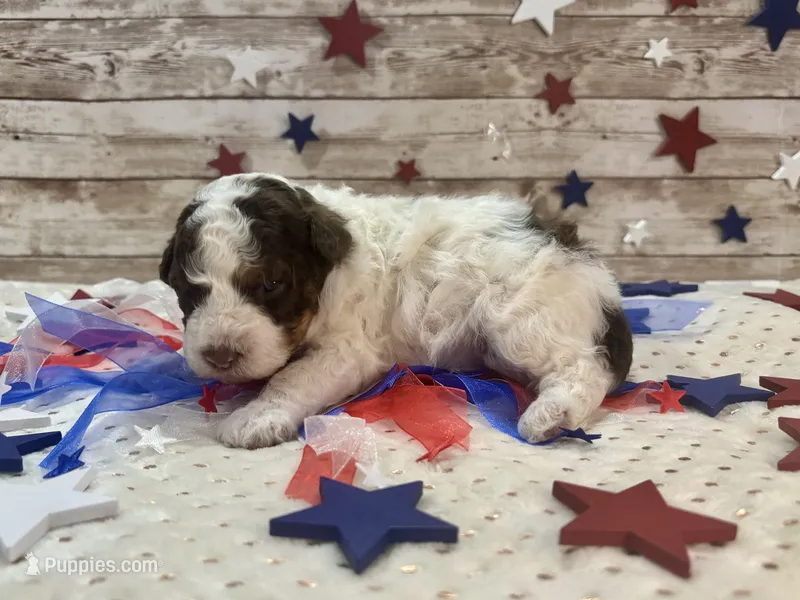 F2B Mini Red Tri Parti  – Aussiedoodle puppy for sale in Quartzsite, AZ