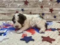 F2B Mini Red Tri Parti , a male Aussiedoodle for sale in Quartzsite, AZ – 1 of 10