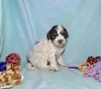 Mini F2B Red Chocolate Parti Tri , a male Aussiedoodle for sale in Quartzsite, AZ – 6 of 7
