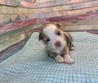 Toy Mini Red Merle Sunday, a female Miniature Australian Shepherd for sale in Quartzsite, AZ – 7 of 8