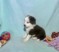 F1 Red Tri Blue Eyes Pancakes, a male Miniature Aussiedoodle for sale in Quartzsite, AZ – 7 of 8