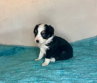 Black Tri with Blue Eyes, a female Toy Australian Shepherd for sale in Quartzsite, AZ – 5 of 5