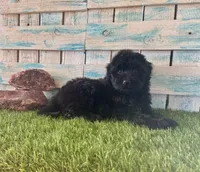 F1 Toy Mini Mesa Beautiful Girl , a female Miniature Aussiedoodle for sale in Quartzsite, AZ – 8 of 10