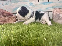 F2B Miniature Black and White Parti , a male Poodle - Miniature  and Miniature Aussiedoodle for sale in Quartzsite, AZ – 5 of 7
