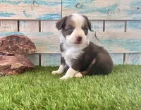 Gorgeous Red Tri Blue Eyes , a male Toy Australian Shepherd for sale in Quartzsite, AZ – 9 of 10