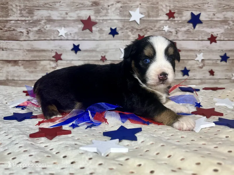 Toy Mini Beautiful Tri Sweet Tamale  – Miniature Australian Shepherd puppy for sale in Quartzsite, AZ