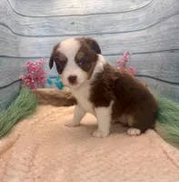 Toy Mini Red Tri Blue Eyes Milky Way, a female Miniature Australian Shepherd for sale in Quartzsite, AZ – 7 of 10