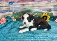 Toy Mini F1 Red Tri Tuxedo Sweetheart , a male Miniature Aussiedoodle for sale in Quartzsite, AZ – 2 of 10