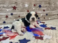 F2B Miniature Black and White Parti , a male Aussiedoodle for sale in Quartzsite, AZ – 5 of 10