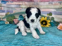 F2B Miniature Black White Parti Stunning, a male Aussiedoodle for sale in Quartzsite, AZ – 3 of 10