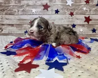 F2B Miniature Blue Merle Stunning , a male Aussiedoodle for sale in Quartzsite, AZ – 7 of 8