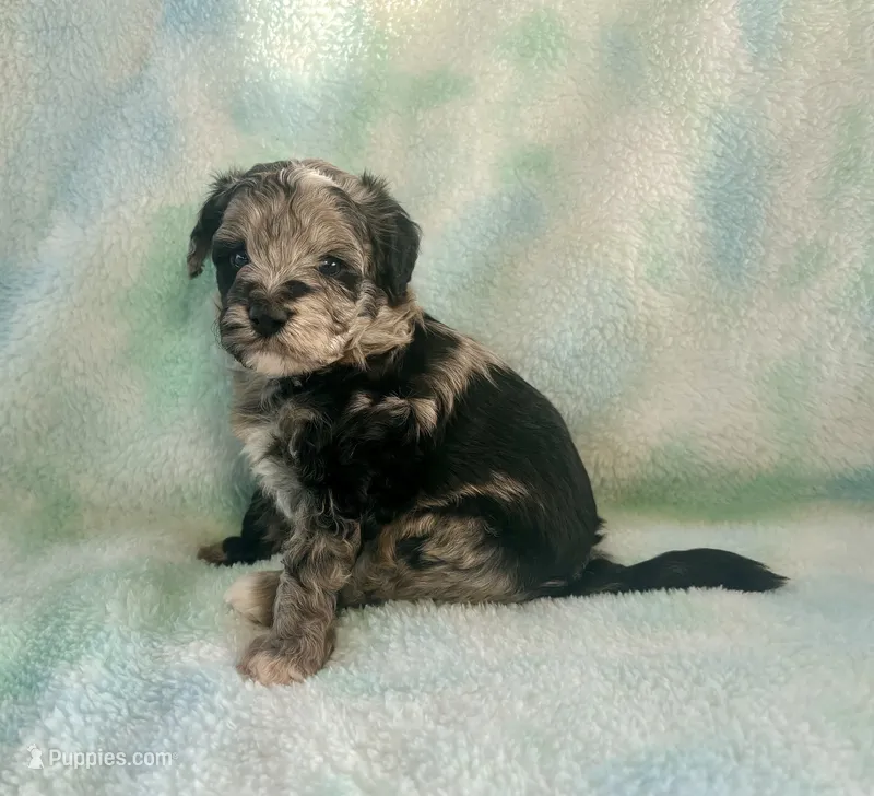 Toy Mini F2B Blue Merle Gorgeous  – Poodle - Miniature , Miniature Aussiedoodle puppy for sale in Quartzsite, AZ