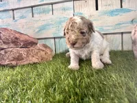 Miniature F2B Red Merle Parti , a male Poodle - Miniature  and Miniature Aussiedoodle for sale in Quartzsite, AZ – 6 of 6