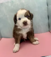 Toy Mini Red Tri Baby Boy Blue Eyes, a male Miniature Australian Shepherd for sale in Quartzsite, AZ – 2 of 8