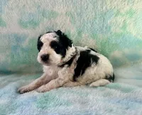 F2B Mini Black and White Parti Bi , a male Poodle - Miniature  and Miniature Aussiedoodle for sale in Quartzsite, AZ – 8 of 8