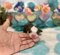 F1 Toy Mini Waffles Red Tri , a male Miniature Aussiedoodle for sale in Quartzsite, AZ – 3 of 5