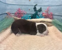 Toy Mini Red Tri Saturday , a male Miniature Australian Shepherd for sale in Quartzsite, AZ – 4 of 5