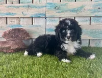F1 Toy Mini Tuxedo Bi Black Scottsdale Blue Eyes, a male Miniature Aussiedoodle for sale in Quartzsite, AZ – 8 of 10