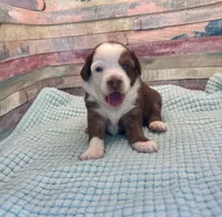 Toy Mini Red Tri Baby Boy Friday, a male Miniature Australian Shepherd for sale in Quartzsite, AZ – 6 of 7