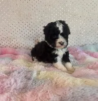 Toy Mini F1B Tuxedo Aussiedoodle, a female Miniature Aussiedoodle for sale in Quartzsite, AZ – Photo 7 of 10