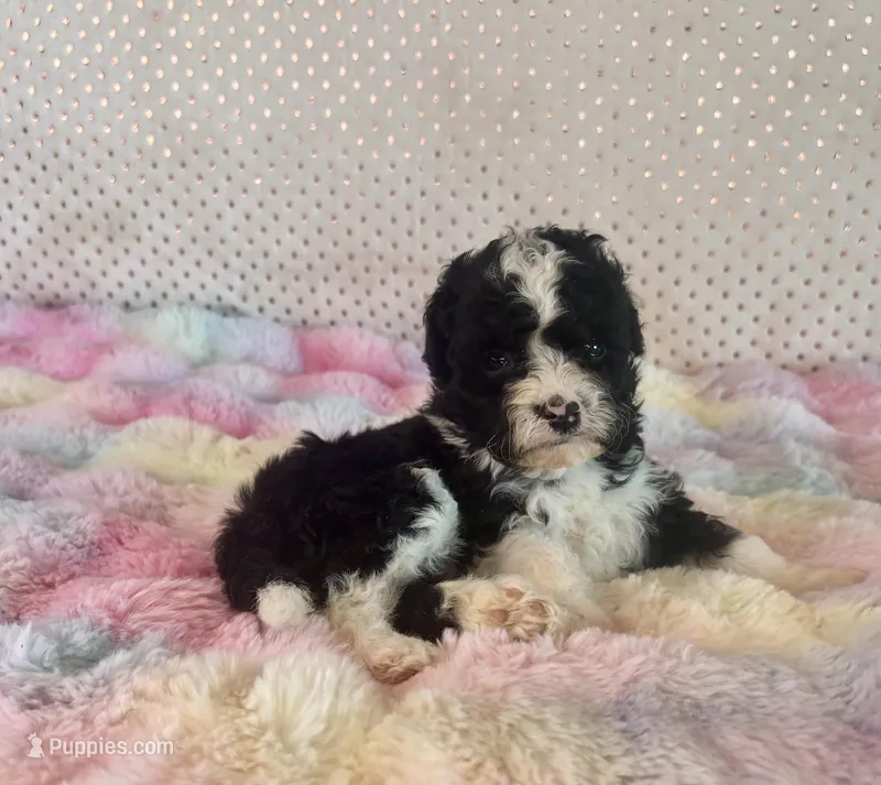 Toy Mini F1B Tuxedo Aussiedoodle – Miniature Aussiedoodle puppy for sale in Quartzsite, AZ