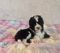 Toy Mini F1B Tuxedo Aussiedoodle, a female Miniature Aussiedoodle for sale in Quartzsite, AZ – Photo 1 of 10