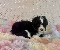 Toy Mini F1B Tuxedo Aussiedoodle, a female Miniature Aussiedoodle for sale in Quartzsite, AZ – Photo 5 of 10