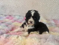 Toy Mini F1B Tuxedo Aussiedoodle, a female Miniature Aussiedoodle for sale in Quartzsite, AZ – Photo 9 of 10