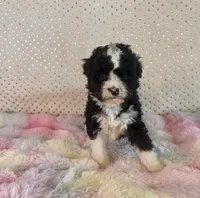 Toy Mini F1B Tuxedo Aussiedoodle, a female Miniature Aussiedoodle for sale in Quartzsite, AZ – Photo 3 of 10