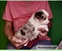Toy Blue Merle Blue Eyes, a female Toy Australian Shepherd for sale in Quartzsite, AZ – 2 of 8
