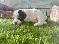 Toy Mini F2B Red Tri Parti, a male Poodle - Miniature  and Miniature Aussiedoodle for sale in Quartzsite, AZ – 6 of 7