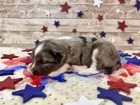 F1 Toy Mini Blue Merle Stunning , a male Miniature Aussiedoodle for sale in Quartzsite, AZ – 9 of 10