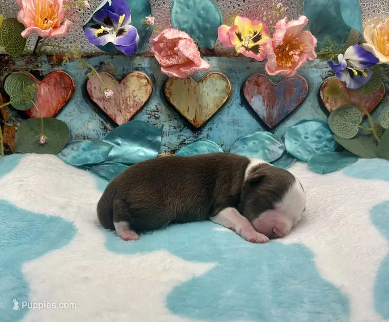 Toy Mini F1 Red and White Bi Pancakes – Miniature Aussiedoodle puppy for sale in Quartzsite, AZ