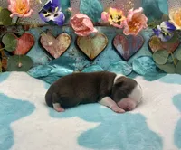 Toy Mini F1 Red and White Bi Pancakes, a male Miniature Aussiedoodle for sale in Quartzsite, AZ – 1 of 5