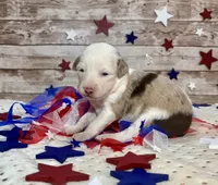 Toy Mini F1 Red Merle Parti , a female Miniature Aussiedoodle for sale in Quartzsite, AZ – 6 of 9