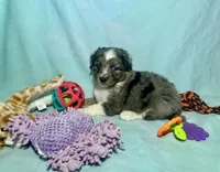 Toy Blue Merle Blue Eyes, a male Miniature American Shepherd and Miniature Aussiedoodle for sale in Quartzsite, AZ – 7 of 8