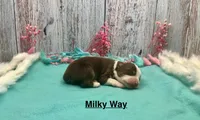 Toy Mini Red Tri Milky Way, a female Miniature Australian Shepherd for sale in Quartzsite, AZ – 2 of 5