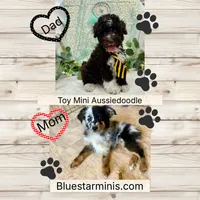 Toy Mini F1 Black and White Tuxedo Tempe, a female Miniature Aussiedoodle for sale in Quartzsite, AZ – 5 of 5